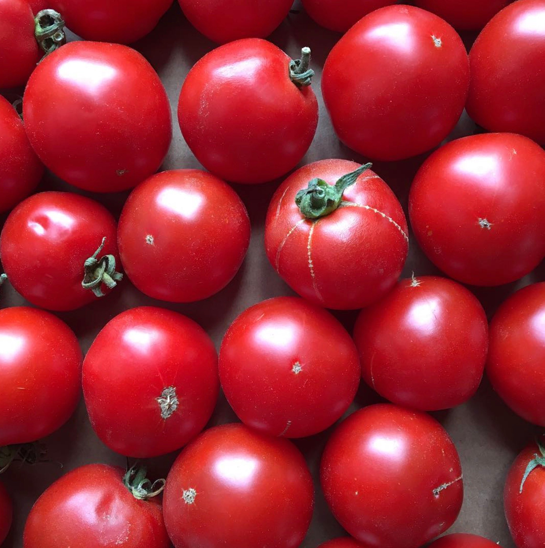 Tomato, Red Racer Hybrid, AAS Winners: Totally Tomatoes